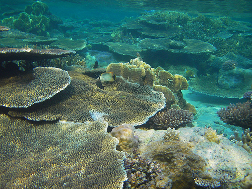 Apo Reef
